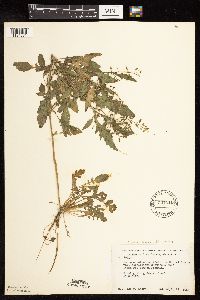 Rorippa palustris subsp. palustris image