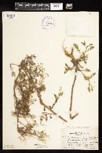 Rorippa palustris subsp. palustris image