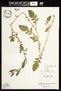 Rorippa palustris subsp. palustris image