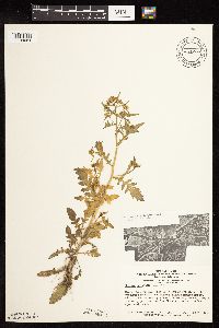 Rorippa palustris subsp. palustris image