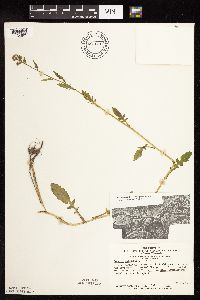 Rorippa palustris subsp. palustris image