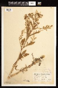 Rorippa palustris subsp. palustris image