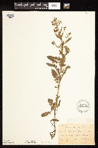 Rorippa palustris subsp. palustris image