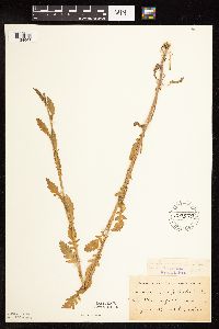 Rorippa palustris subsp. palustris image