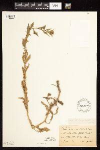 Rorippa palustris subsp. palustris image