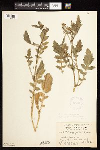 Rorippa palustris subsp. palustris image