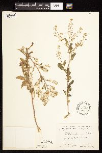 Rorippa palustris subsp. palustris image