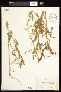 Rorippa palustris subsp. palustris image