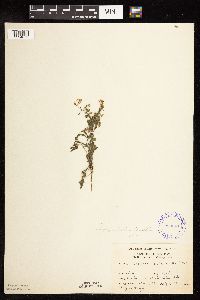 Rorippa palustris subsp. palustris image