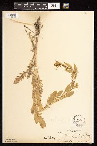 Rorippa palustris subsp. palustris image