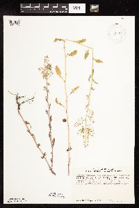 Rorippa palustris subsp. palustris image