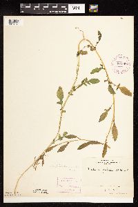 Rorippa palustris subsp. palustris image