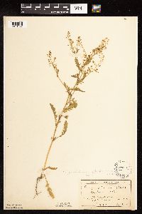 Rorippa palustris subsp. palustris image