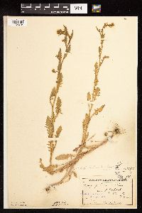 Rorippa palustris subsp. palustris image