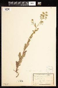 Rorippa palustris subsp. palustris image