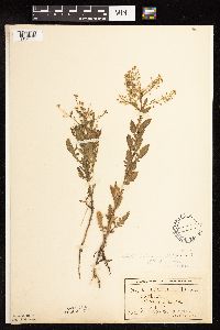 Rorippa palustris subsp. palustris image