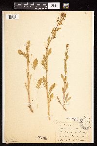 Rorippa palustris subsp. palustris image