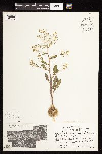 Rorippa palustris subsp. hispida image