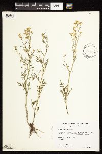 Rorippa sinuata image