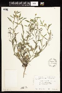 Rorippa sinuata image