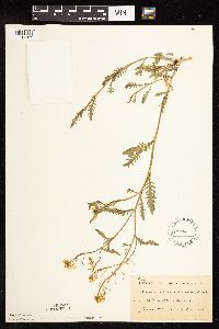 Rorippa sinuata image