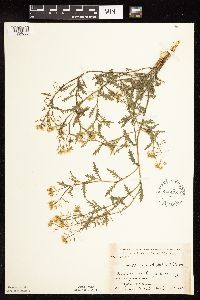 Rorippa sinuata image