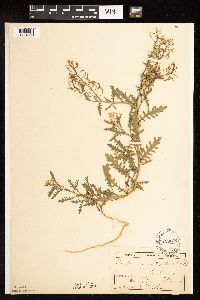 Rorippa sinuata image