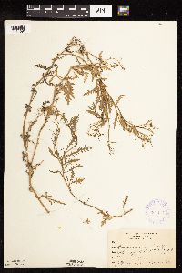 Rorippa sinuata image