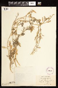 Rorippa sinuata image