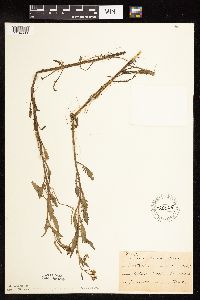 Rorippa sinuata image