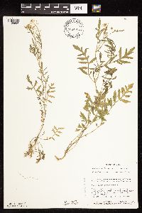 Rorippa sylvestris image