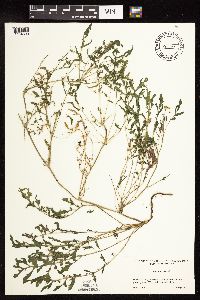 Rorippa sylvestris image