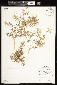 Rorippa sylvestris image