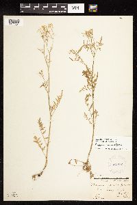 Rorippa sylvestris image