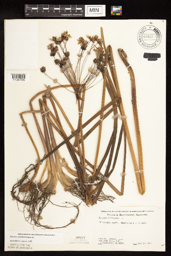 Butomus umbellatus image