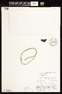 Butomus umbellatus image