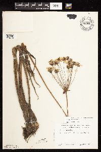 Butomus umbellatus image