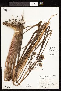 Butomus umbellatus image