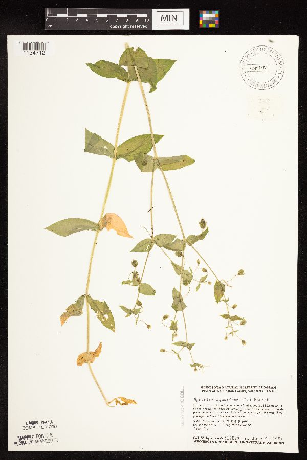 Myosoton aquaticum image