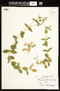 Myosoton aquaticum image