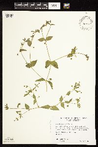 Myosoton aquaticum image