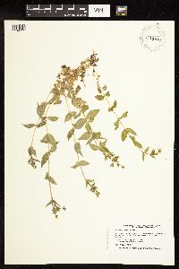 Myosoton aquaticum image