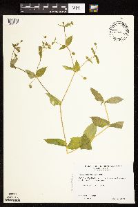 Myosoton aquaticum image