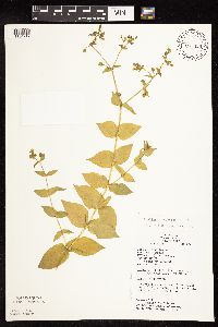 Myosoton aquaticum image