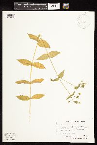 Myosoton aquaticum image