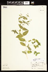 Myosoton aquaticum image