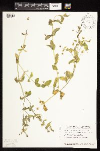 Myosoton aquaticum image