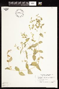 Myosoton aquaticum image