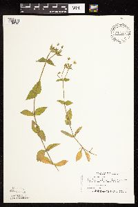 Myosoton aquaticum image