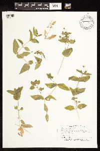 Myosoton aquaticum image